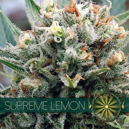 Supreme Lemon - Vision Seeds | Feminized Cannabis Seeds Supreme Lemon - Vision Seeds | Feminized Cannabis Seeds