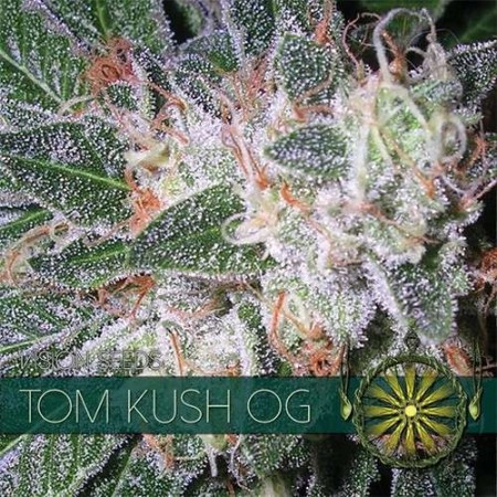 Tom Kush OG - Vision Seeds | Feminized Cannabis Seeds Tom Kush OG - Vision Seeds | Feminized Cannabis Seeds