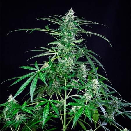 Royal AK - Royal Queen Seeds | Feminized Cannabis Seeds