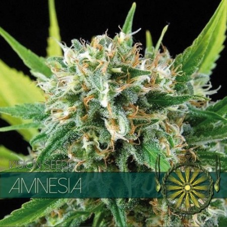 Amnesia Haze - Vision Seeds | Autoflower Cannabis Seeds Amnesia Haze - Vision Seeds | Autoflower Cannabis Seeds