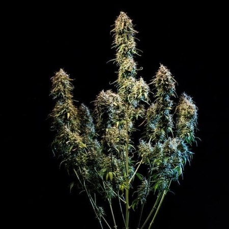 Haze Berry - Royal Queen Seeds | Autoflowering Cannabis Seeds