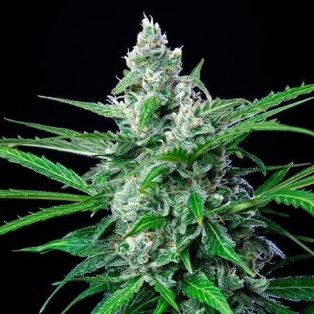 Royal AK - Royal Queen Seeds | Feminized Cannabis Seeds
