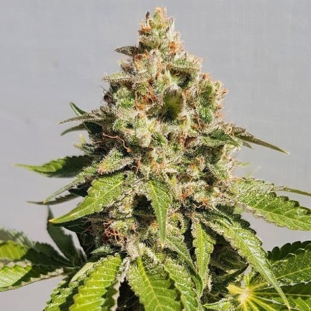 Royal AK - Royal Queen Seeds | Feminized Cannabis Seeds