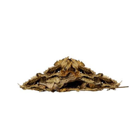 Calea Zacatechichi | Herbal Extract | Maka