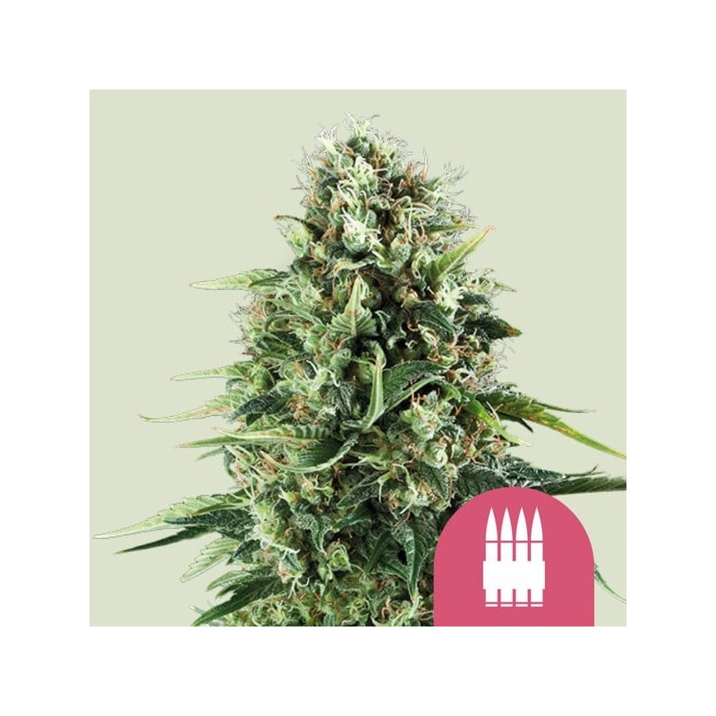 Royal AK - Royal Queen Seeds | Feminized Cannabis Seeds