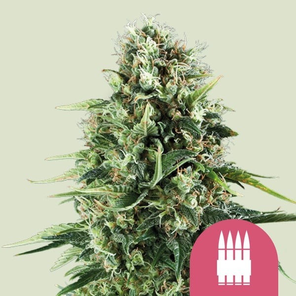 Royal AK - Royal Queen Seeds | Feminized