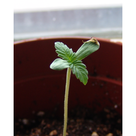 Amnesia Haze - Soma Sacred Seeds | Autoflower Cannabis Seeds Amnesia Haze - Soma Sacred Seeds | Autoflower Cannabis Seeds