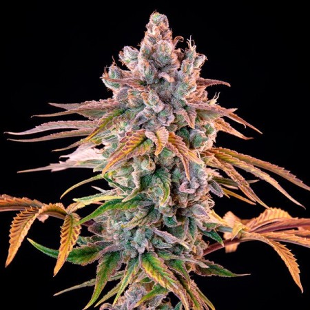 Royal Cheese - Fast Flowering | Royal Queen Seeds | Feminized Royal Cheese - Fast Flowering | Royal Queen Seeds | Feminized