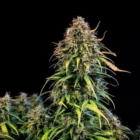 Haze Berry - Royal Queen Seeds | Autoflowering Cannabis Seeds
