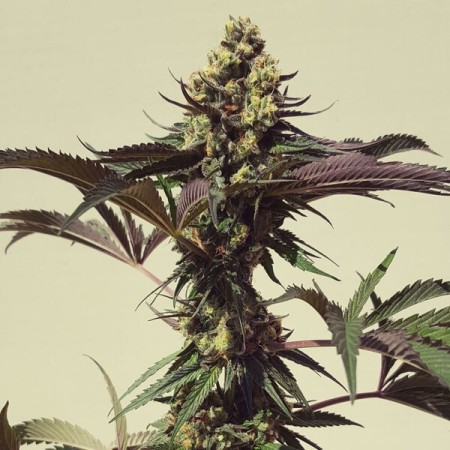 Royal Cookies - Royal Queen Seeds | Feminized Cannabis Seeds
