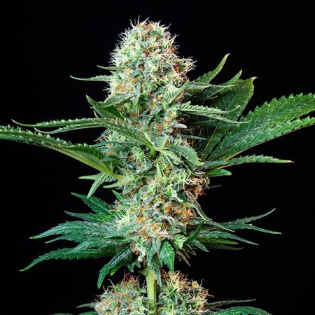 Royal Cookies - Royal Queen Seeds | Feminized Cannabis Seeds