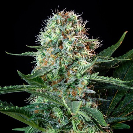 Royal Cookies - Royal Queen Seeds | Feminized Cannabis Seeds
