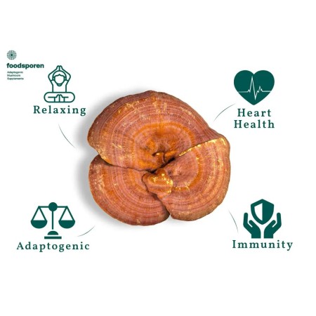 Reishi Capsules | Mushroom Supplements | Foodsporen Reishi Capsules | Mushroom Supplements | Foodsporen