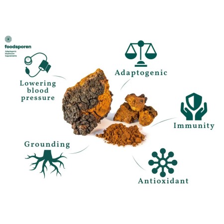Chaga Capsules | Mushroom Supplements | Foodsporen