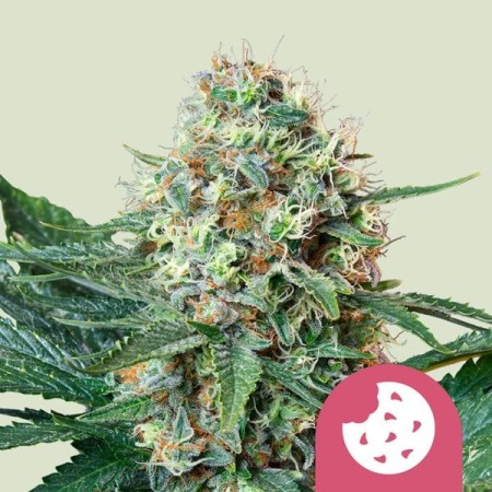 Royal Cookies - Royal Queen Seeds | Feminized Cannabis Seeds