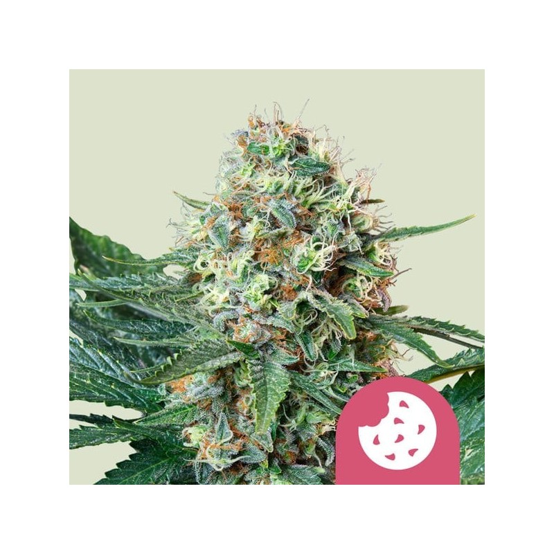 Royal Cookies - Royal Queen Seeds | Feminized Cannabis Seeds