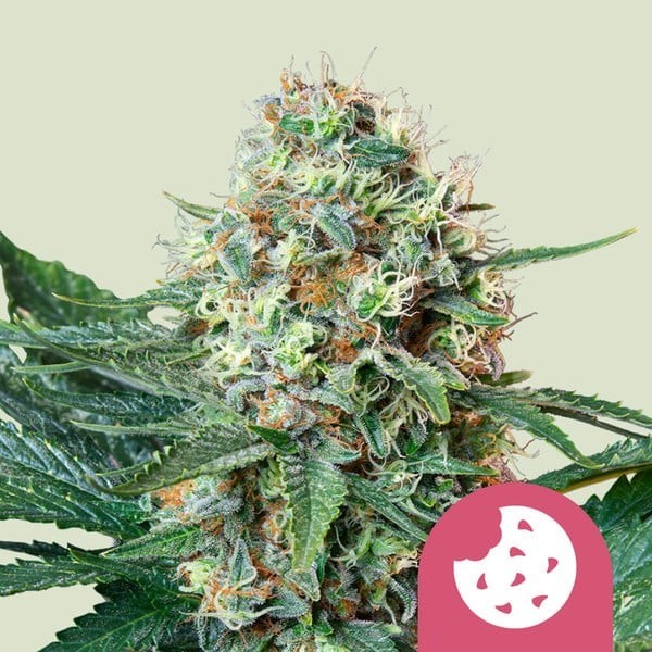 Royal Cookies - Royal Queen Seeds | Feminized