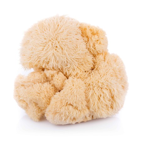 Lion's Mane Extract Organic | Mushroom Supplements | Pure Mushrooms