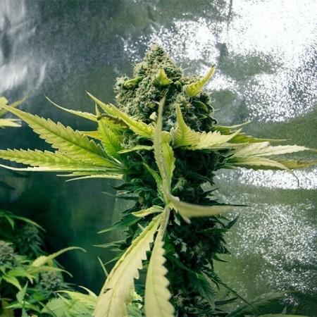 Royal Domina - Royal Queen Seeds | Feminized Cannabis Seeds Royal Domina - Royal Queen Seeds | Feminized Cannabis Seeds