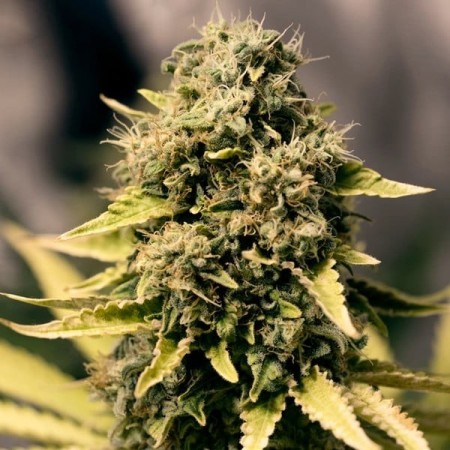 Royal Domina - Royal Queen Seeds | Feminized Cannabis Seeds Royal Domina - Royal Queen Seeds | Feminized Cannabis Seeds