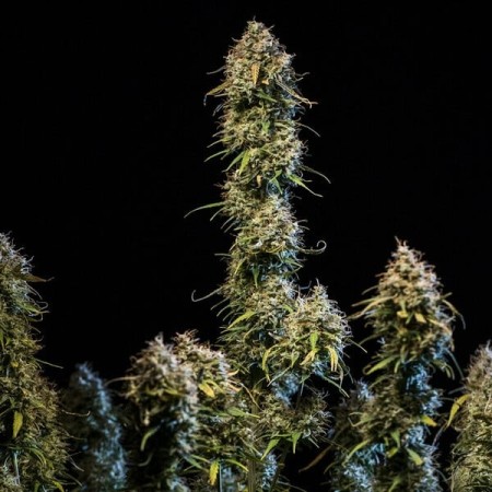 Haze Berry - Royal Queen Seeds | Autoflowering Cannabis Seeds