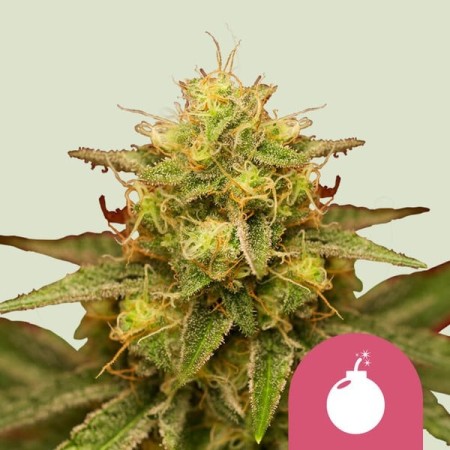 Royal Domina - Royal Queen Seeds | Feminized Cannabis Seeds Royal Domina - Royal Queen Seeds | Feminized Cannabis Seeds