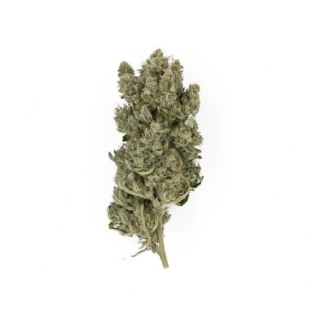Royal Gorilla - Royal Queen Seeds | Feminized Cannabis Seeds Royal Gorilla - Royal Queen Seeds | Feminized Cannabis Seeds