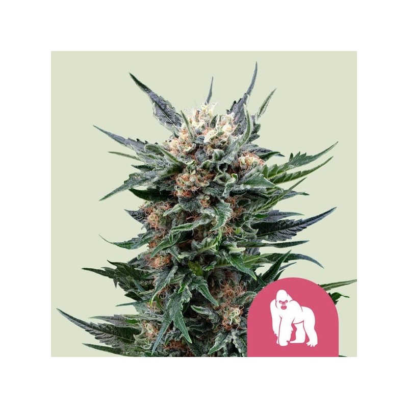 Royal Gorilla - Royal Queen Seeds | Feminized Cannabis Seeds Royal Gorilla - Royal Queen Seeds | Feminized Cannabis Seeds