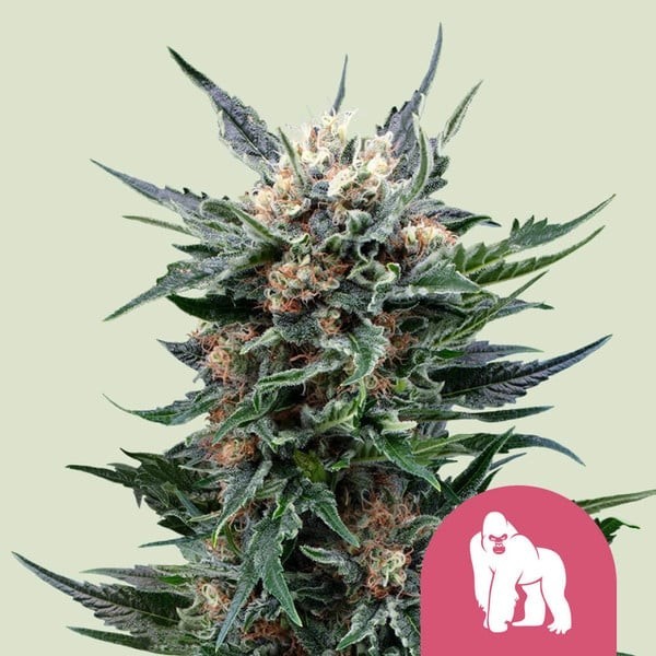 Royal Gorilla - Royal Queen Seeds | Feminized