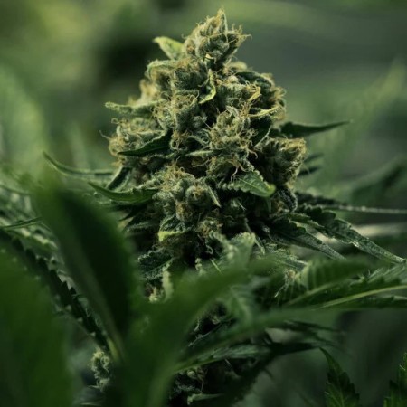 Royal Gorilla - Royal Queen Seeds | Feminized Cannabis Seeds Royal Gorilla - Royal Queen Seeds | Feminized Cannabis Seeds