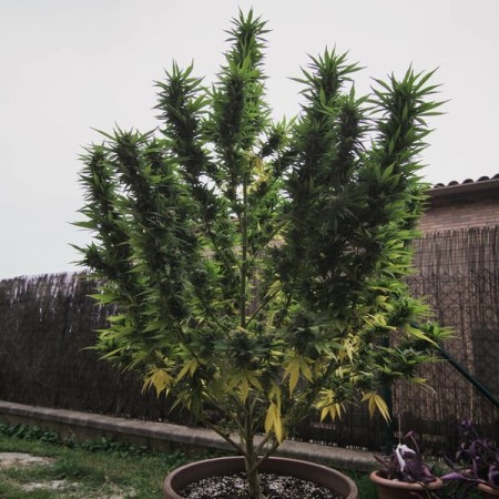 Royal Gorilla - Royal Queen Seeds | Feminized Cannabis Seeds Royal Gorilla - Royal Queen Seeds | Feminized Cannabis Seeds