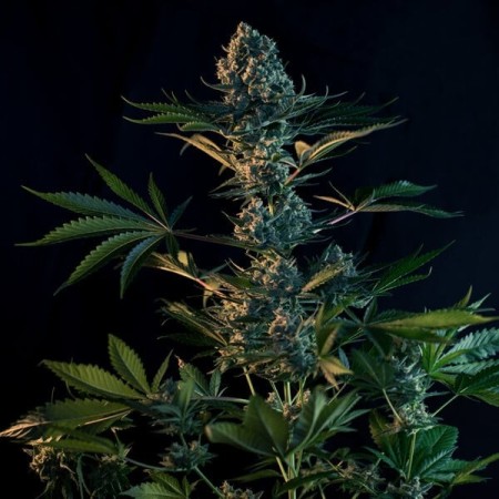 Royal Gorilla - Royal Queen Seeds | Feminized Cannabis Seeds Royal Gorilla - Royal Queen Seeds | Feminized Cannabis Seeds