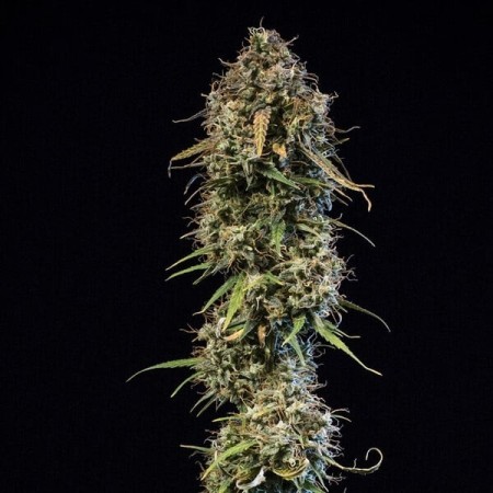Haze Berry - Royal Queen Seeds | Autoflowering Cannabis Seeds