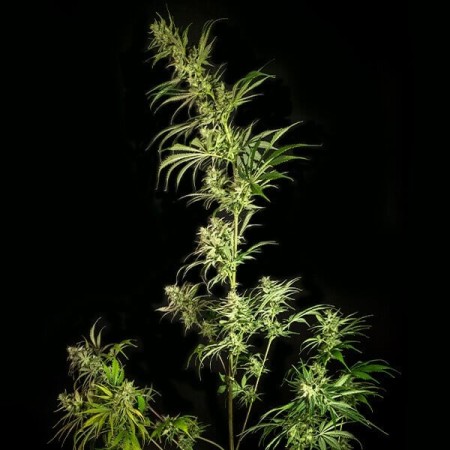 Mother Gorilla - Royal Queen Seeds | Feminized Cannabis Seeds Mother Gorilla - Royal Queen Seeds | Feminized Cannabis Seeds