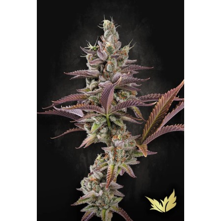 Apricot Candy - Paradise Seeds | Feminized Cannabis Seeds