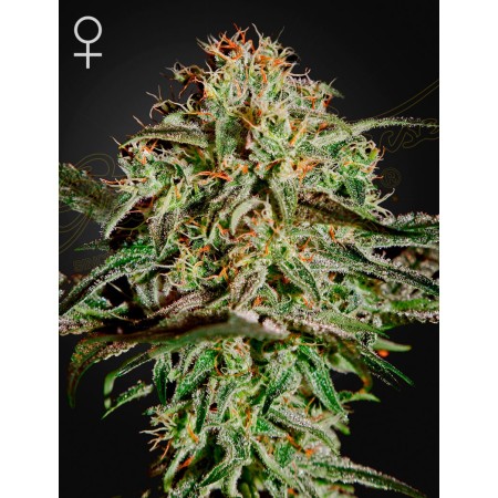 A.M.S. - Green House Seeds | Feminized Cannabis Seeds