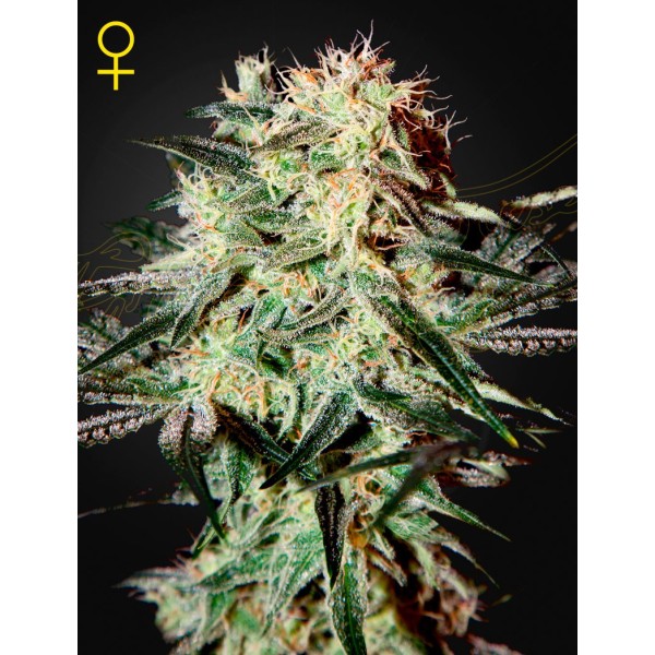 Arjans Strawberry Haze - Green House Seeds | Feminized