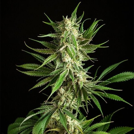 Mother Gorilla - Royal Queen Seeds | Feminized Cannabis Seeds Mother Gorilla - Royal Queen Seeds | Feminized Cannabis Seeds