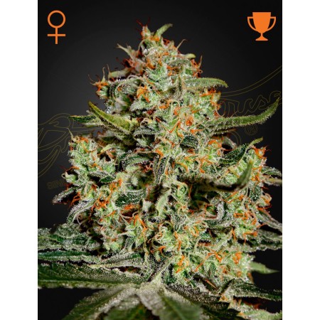 Big Bang - Green House Seeds | Feminized Cannabis Seeds