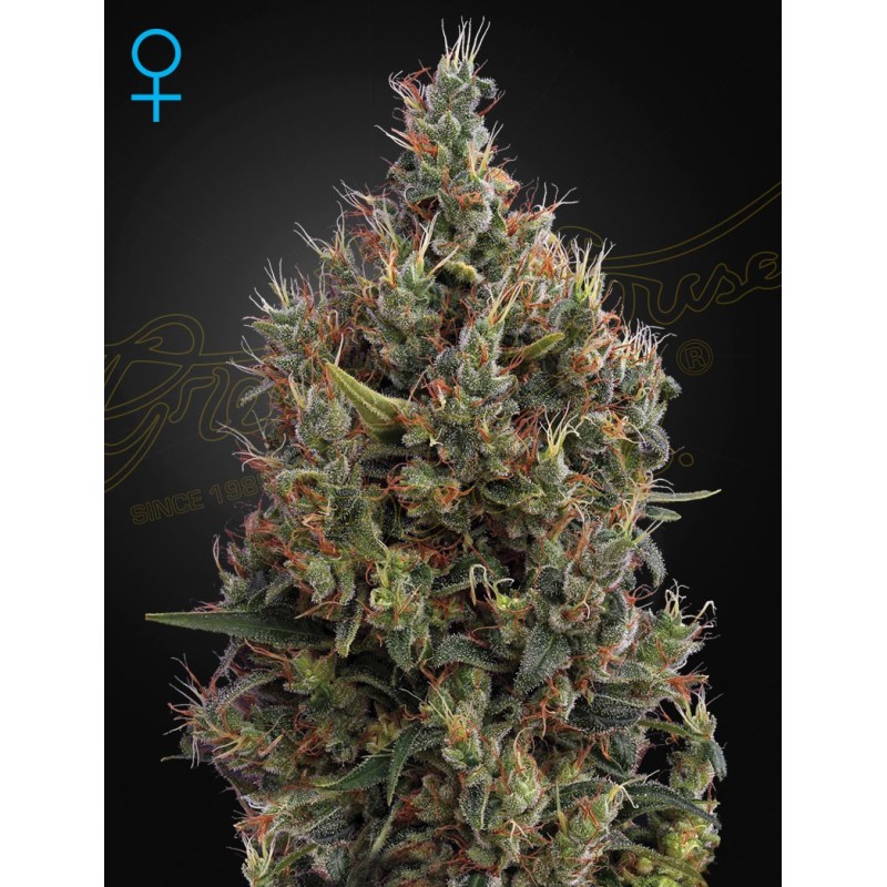 Big Bang - Green House Seeds | Autoflower Cannabis Seeds Big Bang - Green House Seeds | Autoflower Cannabis Seeds
