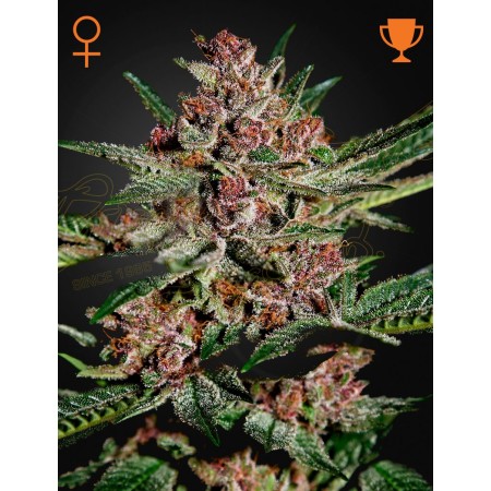 Bubba Kush - Green House Seeds | Feminized Cannabis Seeds