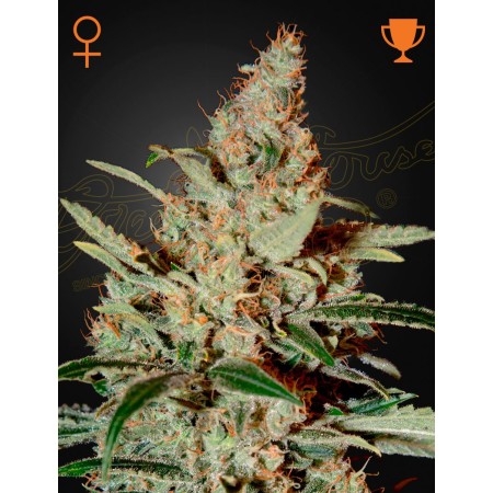 Chemdog - Green House Seeds | Feminized Cannabis Seeds