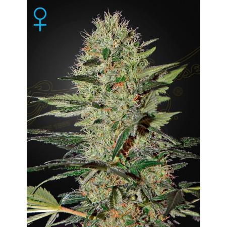 Exodus Cheese - Green House Seeds | Autoflower Cannabis Seeds Exodus Cheese - Green House Seeds | Autoflower Cannabis Seeds