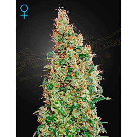 Green-O-Matic - Green House Seeds | Feminized Cannabis Seeds