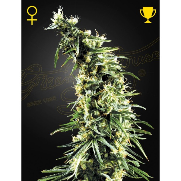 Hawaiian Snow - Green House Seeds | Feminized