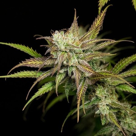 Mother Gorilla - Royal Queen Seeds | Feminized Cannabis Seeds Mother Gorilla - Royal Queen Seeds | Feminized Cannabis Seeds