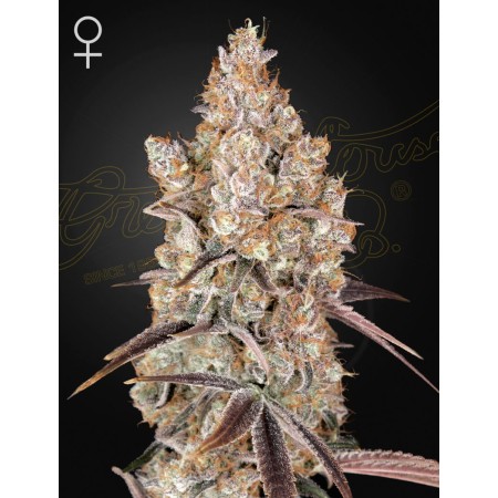 Holy Snow - Green House Seeds | Feminized Cannabis Seeds