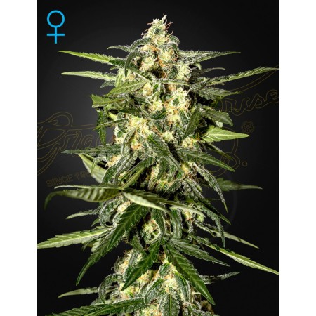 Jack Herer - Green House Seeds | Autoflower Cannabis Seeds