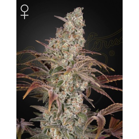 Jacks Dream - Green House Seeds | Feminized Cannabis Seeds