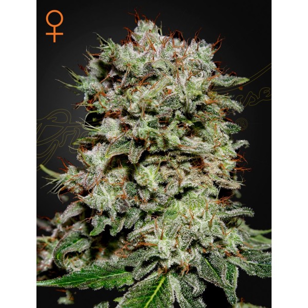 Kalashnikova - Green House Seeds | Feminized